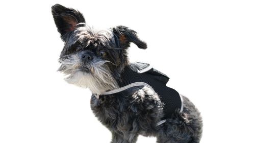 High Capable Mini Dog GPS Locator Waterproof Pet Tracker with GeoFence Size:S